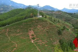 千城百县看中国丨福建漳平：景美茶香图片
