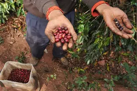 云南咖啡豆，困在香精里图片