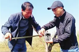 天津：七里海麋鹿回归悠然觅食图片