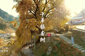 茅箭：千年银杏惹人醉 美丽乡村秋色美图片