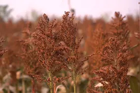 金秋丰收季丨平原：矮杆高粱红艳艳，盐碱滩变身丰产田图片