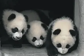 为什么有些人的黑眼圈能睡掉，有些不能？图片