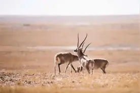 最新研究！藏羚羊为何每年要来到可可西里？可能是因为寄生虫……图片