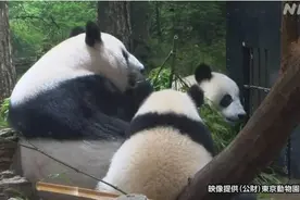 日本上野动物园举行大熊猫赴日50周年庆祝活动图片