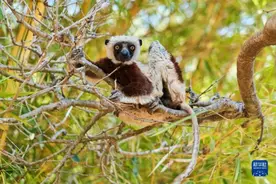 关注濒危动物狐猴图片