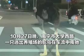 红灯停，绿灯跑？一只“懂交规”的鸵鸟深夜惊现南宁街头图片