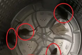 女子离家10天洗衣机钻进5只老鼠：用开水烫死后捞出图片