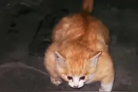 男子偶遇罕见“魁梧”流浪猫后送医，医生：可能是皮下气肿图片