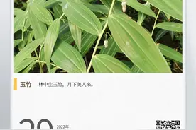 湖湘自然历丨林中采药去⑧“葳蕤”是它的古名，湖南人称它“猪屎尾参”图片