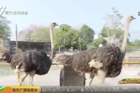 街头狂奔的鸵鸟来自哪里？为什么会等红绿灯？主人这样说图片