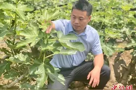 「十年@每一个奋斗的你」深耕无花果产业十余年 浙江金华农创客促果农增收图片