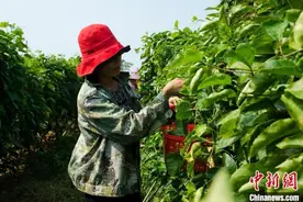 广西钦州百香果旺季 果农采收“甜蜜”图片