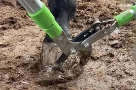 修驴蹄有啥好看的？图片