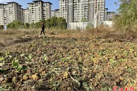 小区绿化地成了菜园子，相关部门：私自开垦种菜违法图片