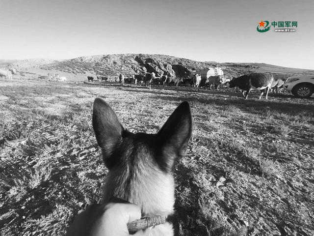 走近北疆边关的军马和军犬：“无言战友”与军人生死相依