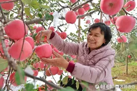 平均亩产18000斤！烟台“苹果妈妈”种好苹果有秘诀图片