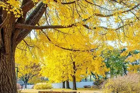 如何科学食用银杏果？这份指南记得收藏图片