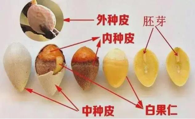 如何科学食用银杏果？这份指南记得收藏