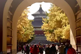 天坛银杏大道披上“黄金甲”，市民赏秋打卡图片