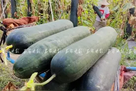 太阳村黑皮冬瓜丰收了，但为何“无人问津”？图片