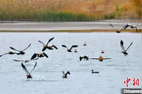 甘肃酒泉“织”监测网守护候鸟迁徙线：大漠湿地变“鸟乐园”图片