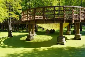 抹茶色的水上森林，杭州“绿野仙踪”爆火，去打卡记得收好这份停车攻略图片