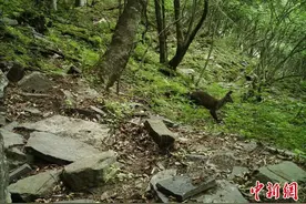湖北三峡万朝山自然保护区发现珍稀动物林麝图片