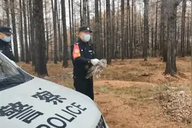 暖心！猫头鹰撞上玻璃晕倒在地，被救治后重新放归大自然图片