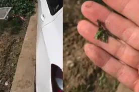 男子停路边大妈从车轮里抠出菜叶索赔，当事人：没压过菜地，不想争论给了5元视频封面