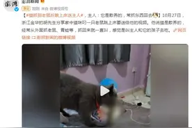 猫抓到老鼠后跳上床送主人，主人：它是散养的，常抓东西回去图片