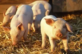 夜雨丨李玮：吹起“角角儿”走四方图片