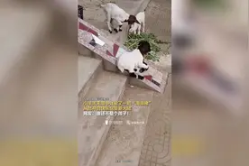 小羊开启了快乐玩耍新大陆图片