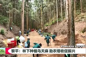 贵州三农 | 黎平：林下种植乌天麻 助农增收促振兴图片