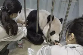 大陆专家抵台！大熊猫“团团”病情最新进展→图片
