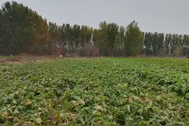 人勤秋收悦｜秋收萝卜这样管理图片