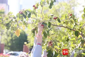 「爱上劳动课⑰」真甜！淮安这所小学劳动课摘完山楂又做糖葫芦图片