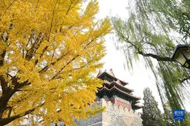 红墙遇上黄叶图片