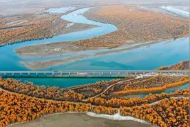 新疆塔里木河流域：深秋胡杨秀美如画图片