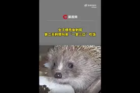 女生喂猫偶遇刺猬“拖家带口”蹭饭，网友：猫咪的眼神你细品图片