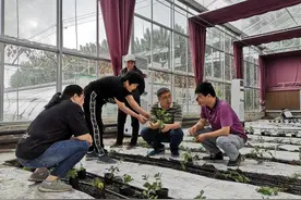 “花”样乡村振兴“菊花教授”点菊成金图片