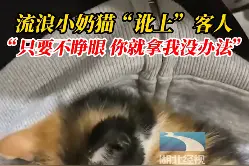 流浪小奶猫“碰瓷讹上”吃饭顾客：“只要不睁眼，你就拿我没办法”图片