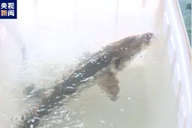 国家一级重点保护野生动物长江鲟现身洞庭湖图片