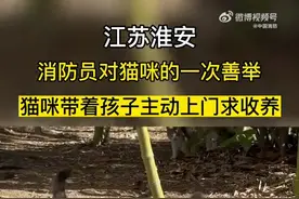 流浪猫“拖家带口”求消防员收留，网友：蹭饭上瘾了图片