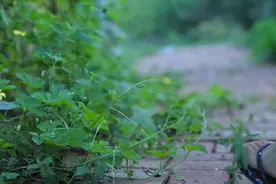 "美学四大名著"，中国人一生必读，鲁迅、朱自清、汪曾祺一生力荐图片