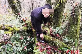 四川乐山警方破获一起特大危害珍贵、濒危野生动物案图片