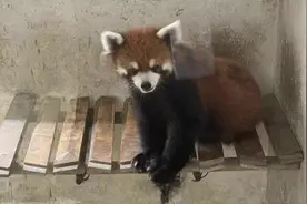 四川摧毁一个猎捕收售野生小熊猫犯罪团伙 查扣小熊猫活体60多只视频封面