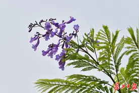 期待蓝色花海，易危树种蓝花楹首次在武汉开花图片