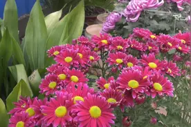 蒙阴：岱崮菊园花盛开 悠悠菊香迎客来图片