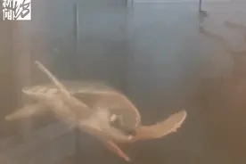 江边惊现“怪龟”？身份果真不简单图片