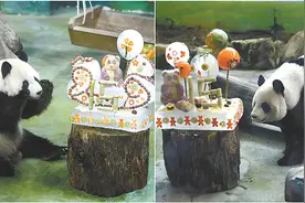 居台十四年，“团团圆圆”搭起两岸交流桥梁图片